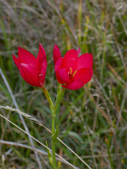 red-iridaceous-flower-road-to-Denniston-2013-06-12-IMG_1297.jpg