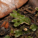Symphogyna-prolifera-with-elongated-sporophyte-thalloid-liverwort-Kauri-Grove-trail-Kaitaia-2015-09-15-IMG 1271