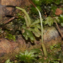 Symphogyna-prolifera-with-elongated-sporophyte-thalloid-liverwort-Kauri-Grove-trail-Kaitaia-2015-09-15-IMG 1280