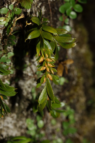Tmesipteris-with-pollen-bearing-structures-Kauri-Grove-trail-Kaitaia-2015-09-15-IMG_1285.jpg