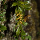 Tmesipteris-with-pollen-bearing-structures-Kauri-Grove-trail-Kaitaia-2015-09-15-IMG 1285