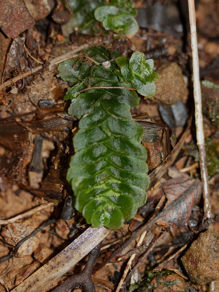 Treubia-lacunosa-leafy-liverwort-Kauri-Grove-trail-Kaitaia-2015-09-13-IMG_1321.jpg