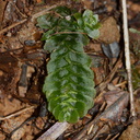 Treubia-lacunosa-leafy-liverwort-Kauri-Grove-trail-Kaitaia-2015-09-13-IMG 1321