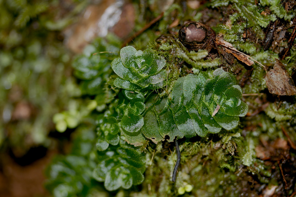 Treubia-lacunosa-leafy-liverwort-Kauri-Grove-trail-Kaitaia-2015-09-13-IMG 1324