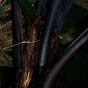 Cyathea-medullaris-tree-fern-black-leaf-bases-Karangahake-Gorge-Dickey-Flats-29-05-2011-IMG 2210
