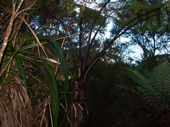 Cyathea-medullaris-tree-fern-black-leaf-bases-Karangahake-Gorge-Dickey-Flats-29-05-2011-IMG 8085