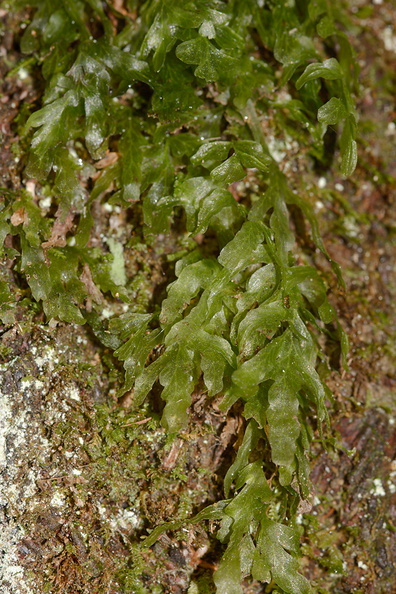Hymenophyllum-filmy-fern-Karangahake-Gorge-Dickey-Flats-29-05-2011-IMG_2160.jpg