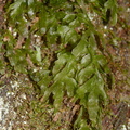 Hymenophyllum-filmy-fern-Karangahake-Gorge-Dickey-Flats-29-05-2011-IMG 2160