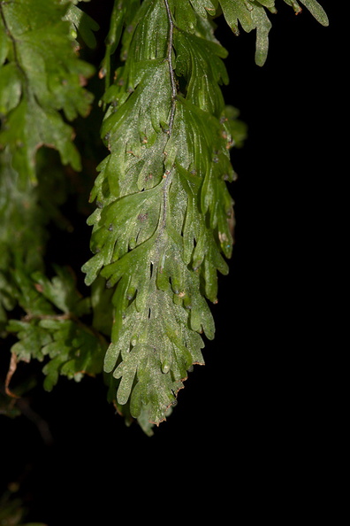 Hymenophyllum-filmy-fern-Karangahake-Gorge-Dickey-Flats-29-05-2011-IMG_2161.jpg