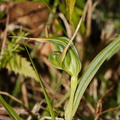 Pterostylis-cf-banksiae-greenhood-orchid-Waitawheta-Tramway-Track-2015-10-10-IMG 1928
