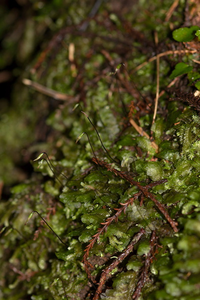 moss-with-sporophytes-Karangahake-Gorge-Dickey-Flats-29-05-2011-IMG_2172.jpg