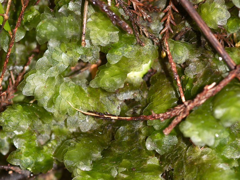 moss-with-sporophytes-Karangahake-Gorge-Dickey-Flats-29-05-2011-IMG_2173.jpg