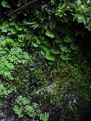 umbrella-moss-Karangahake-Gorge-Dickey-Flats-29-05-2011-IMG 8068