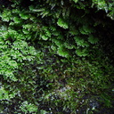 umbrella-moss-Karangahake-Gorge-Dickey-Flats-29-05-2011-IMG 8068