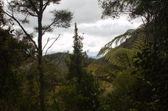 view-of-Waitawheta-gorge-habitat-young-kauri-Waitawheta-Tramway-Track-2015-10-10-IMG 1885
