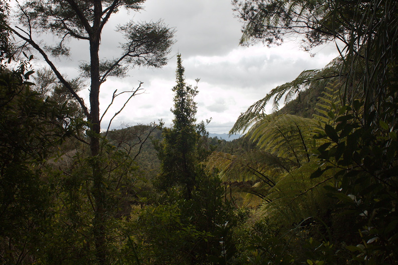 view-of-Waitawheta-gorge-habitat-young-kauri-Waitawheta-Tramway-Track-2015-10-10-IMG_1885.jpg