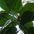 Ficus-sp-New-Guinea-primitive-syncomium-huge-leaves-Wellington-Botanical-Garden-19-06-2011-IMG_8687.jpg