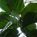 Ficus-sp-New-Guinea-primitive-syncomium-huge-leaves-Wellington-Botanical-Garden-19-06-2011-IMG 8687