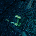 Hygrophorus-sp-wax-gill-fungus-tiny-fluorescent-green-Kiriwhakapappa-14-06-2011-IMG_8517.jpg