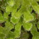 Leiomitra-lanata-leafy-fuzzy-liverwort-Kiriwhakapappa-15-06-2011-IMG 2423