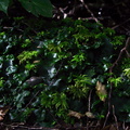 Monoclea-forsteri-thalloid-liverwort-with-umbrella-moss-Kiriwhakapappa-15-06-2011-IMG_8551.jpg