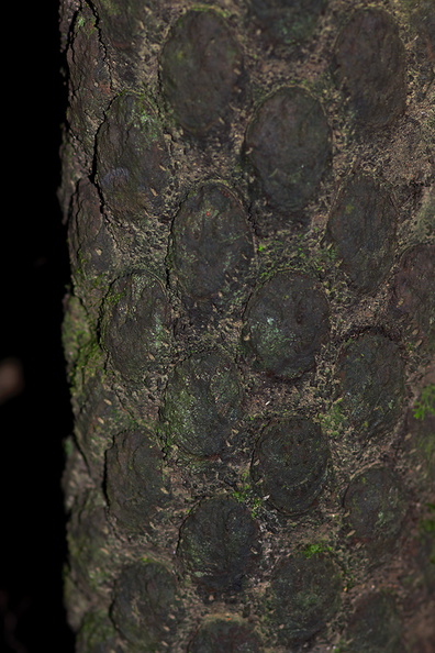 black-tree-fern-trunk-Cyathea-medullaris-Kiriwhakapappa-15-06-2011-IMG_2436.jpg