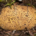 puffball-fungus-yellow-reticulate-River-Access-Trail-Bucks-Rd-17-06-2011-IMG_2485.jpg