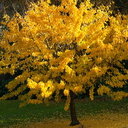 Ginkgo-fall-color-Napier-Botanical-Garden-12-06-2011-IMG 2351