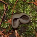black-cup-fungus-ascomycete-Napier-Botanical-Garden-12-06-2011-IMG 2368