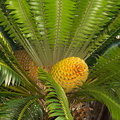 cycad-with-huge-yellow-cones-Napier-Botanical-Garden-12-06-2011-IMG_8457.jpg