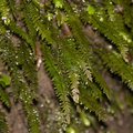 fern-White-Pine-Reserve-10-06-2011-IMG_2345.jpg
