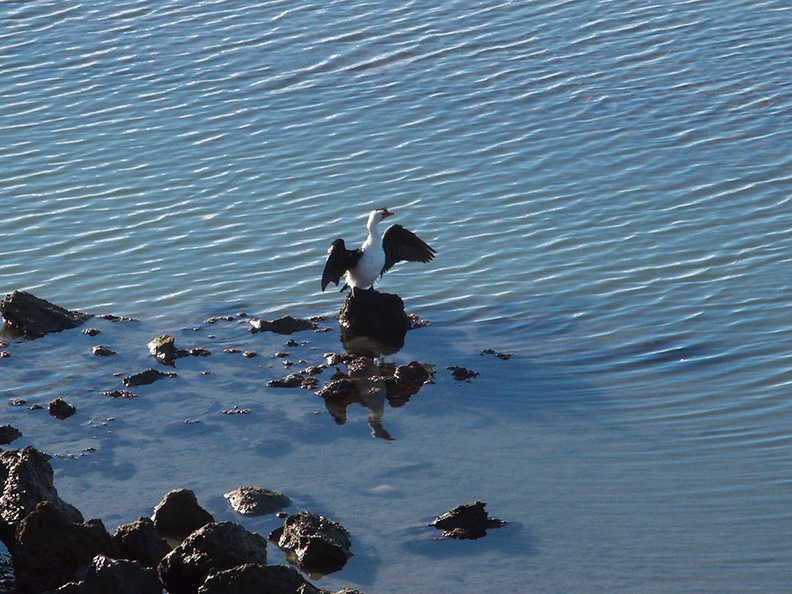 pied-shag-sea-bird-Ahuriri-Estuary-track-11-06-2011-IMG_8419.jpg