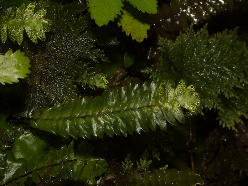 Cyathophorum-bulbosum-moss-Abel-Tasman-2013-06-07-IMG 7989