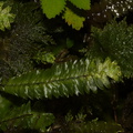 Cyathophorum-bulbosum-moss-Abel-Tasman-2013-06-07-IMG 7989