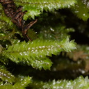 Cyathophorum-bulbosum-moss-Abel-Tasman-coast-track-2013-06-07-IMG 8016
