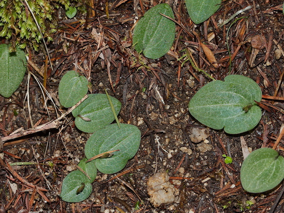 Cyrtostylis-oblongifolia-Abel-Tasman-coast-track-2013-06-07-IMG 8023