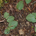 Cyrtostylis-oblongifolia-Abel-Tasman-coast-track-2013-06-07-IMG 8023