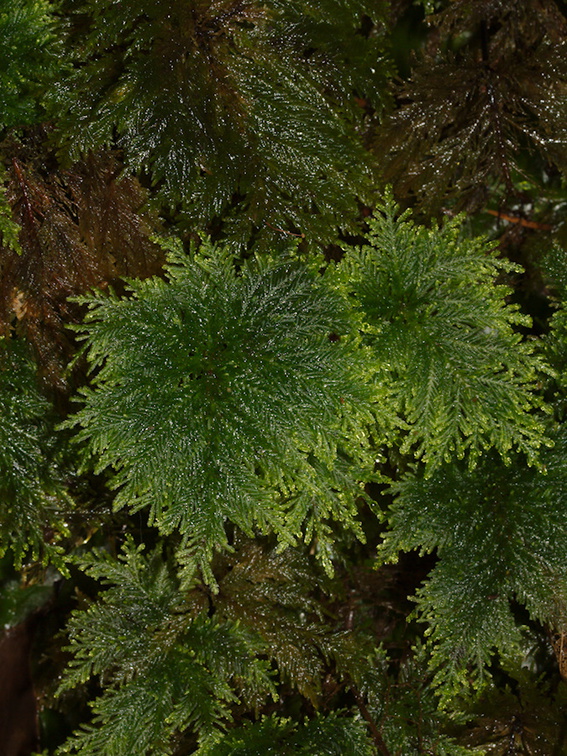 Dendrohypopterygium-filiculiforme-umbrella-moss-Abel-Tasman-2013-06-07-IMG 7987