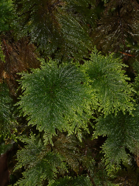 Dendrohypopterygium-filiculiforme-umbrella-moss-Abel-Tasman-2013-06-07-IMG_7987.jpg