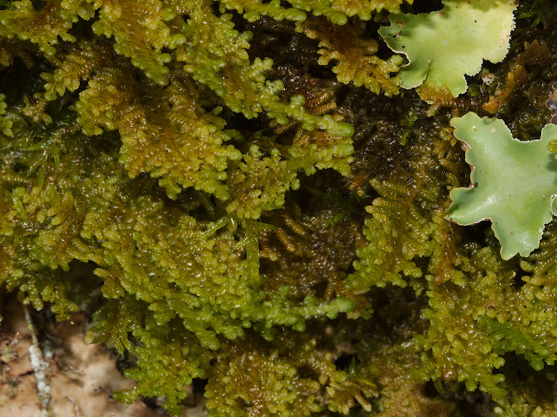 Hypnum-chrysogaster-or-indet-moss-Abel-Tasman-coast-track-2013-06-07-IMG_8001.jpg