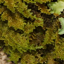 Hypnum-chrysogaster-or-indet-moss-Abel-Tasman-coast-track-2013-06-07-IMG 8001