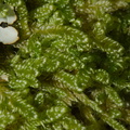 Hypnum-chrysogaster-or-indet-moss-under-rock-near-top-of-Glenduan-Track-2013-06-05-IMG 7935
