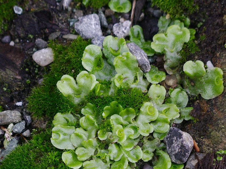 Lunaria-liverwort-and-cushion-moss-BP-gas-station-Nelson-2013-06-09-IMG_1261.jpg