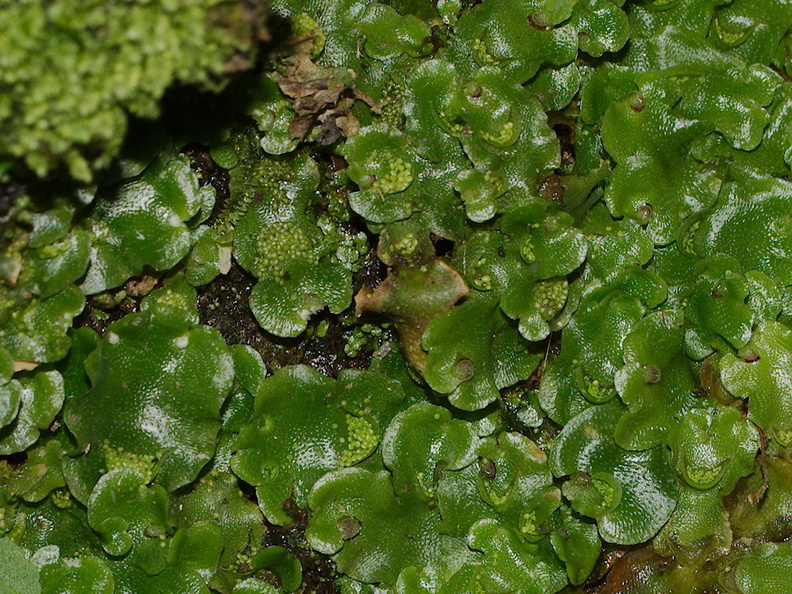 Lunaria-sp-thallose-liverwort-gemmae-cups-with-propagules-Glenduan-Track-2013-06-05-IMG 7941