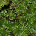 Lunaria-sp-thallose-liverwort-gemmae-cups-with-propagules-Glenduan-Track-2013-06-05-IMG 7941