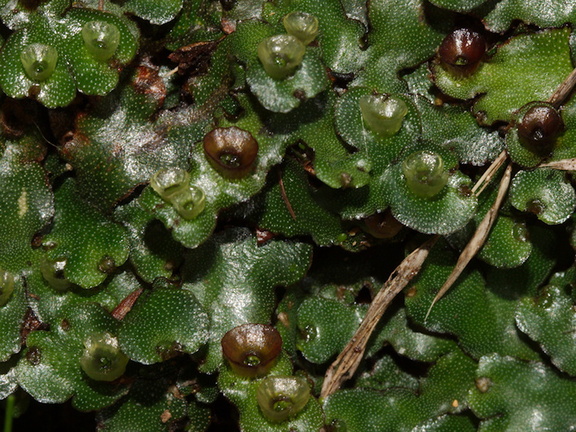 Marchantia-sp-with-gemmae-cups-thallose-liverwort-Abel-Tasman-coast-track-2013-06-07-IMG 8039
