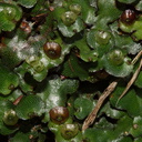 Marchantia-sp-with-gemmae-cups-thallose-liverwort-Abel-Tasman-coast-track-2013-06-07-IMG 8039