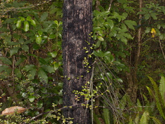 Nothofagus-sp-black-bark-and-green-divaricating-sapling-Pelorus-campsite-2013-06-07-IMG 1144