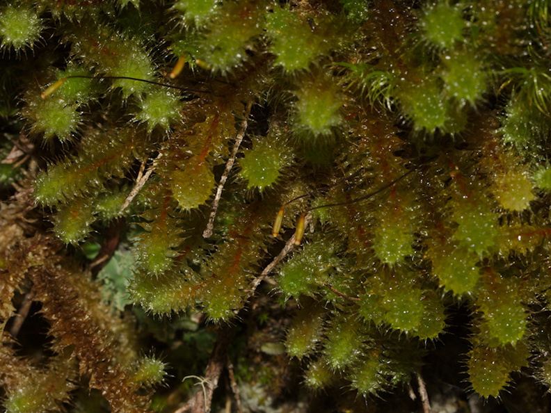 Ptychomnion-aciculare-moss-Abel-Tasman-coast-track-2013-06-07-IMG 8004