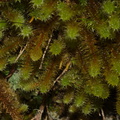 Ptychomnion-aciculare-moss-Abel-Tasman-coast-track-2013-06-07-IMG 8004